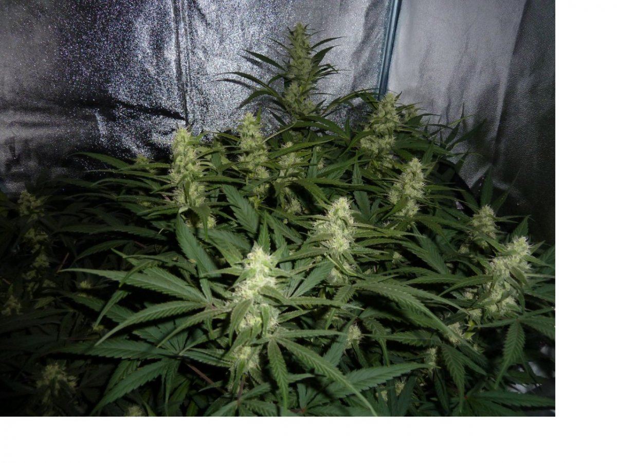 Weed3