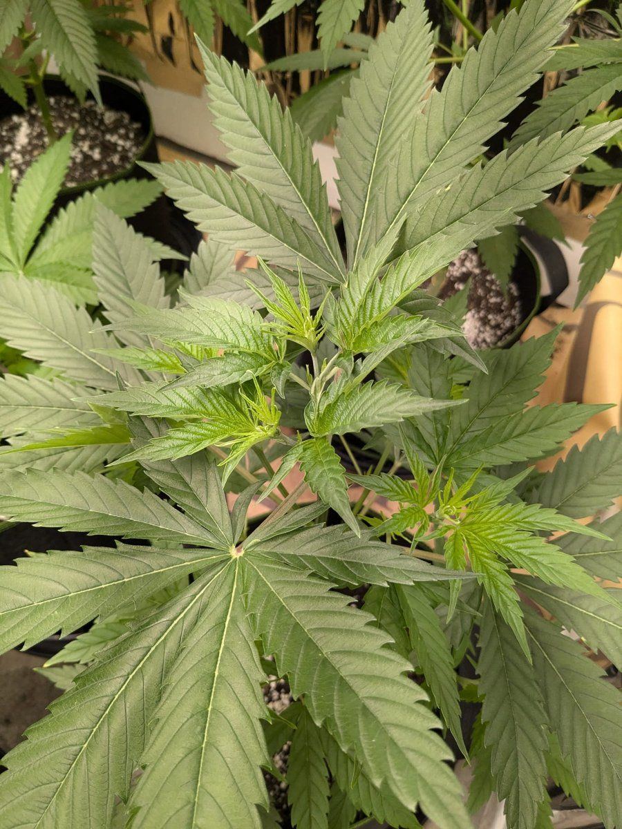 Weed4 17 Oct