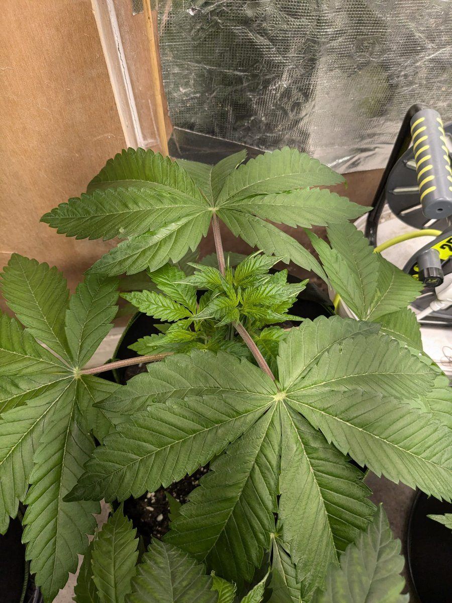 Weed4 20 Oct