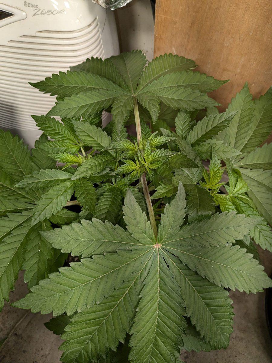 Weed5 20 Oct