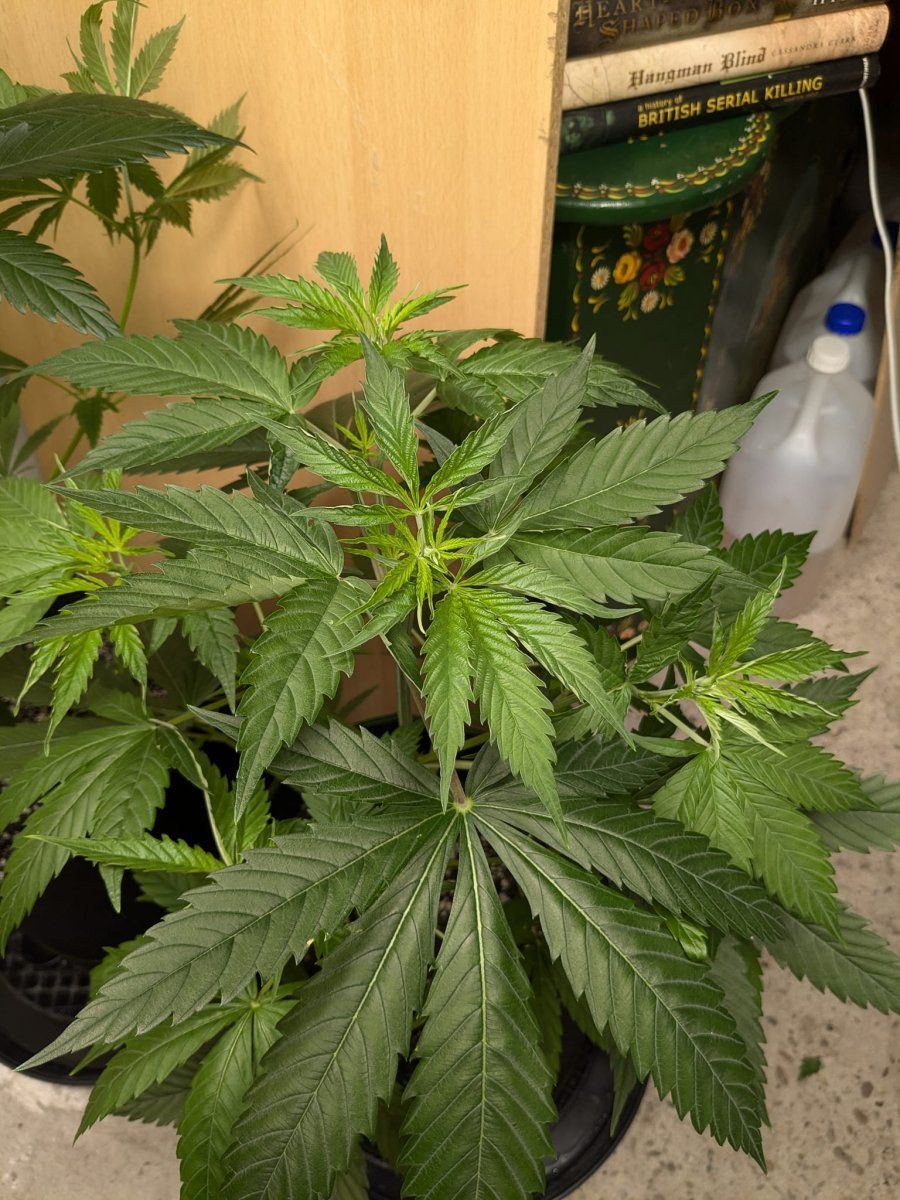 Weed6 20 Oct