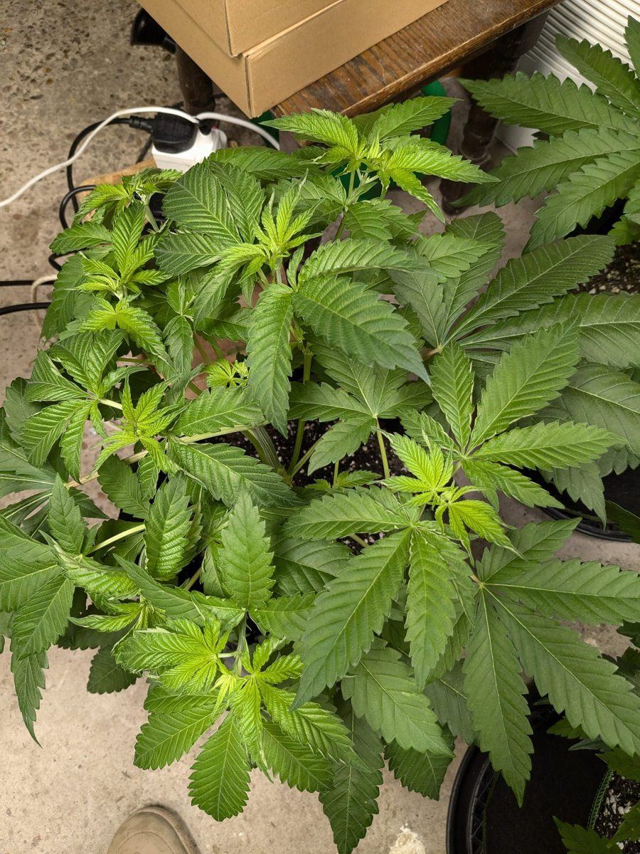Weed7 20 Oct