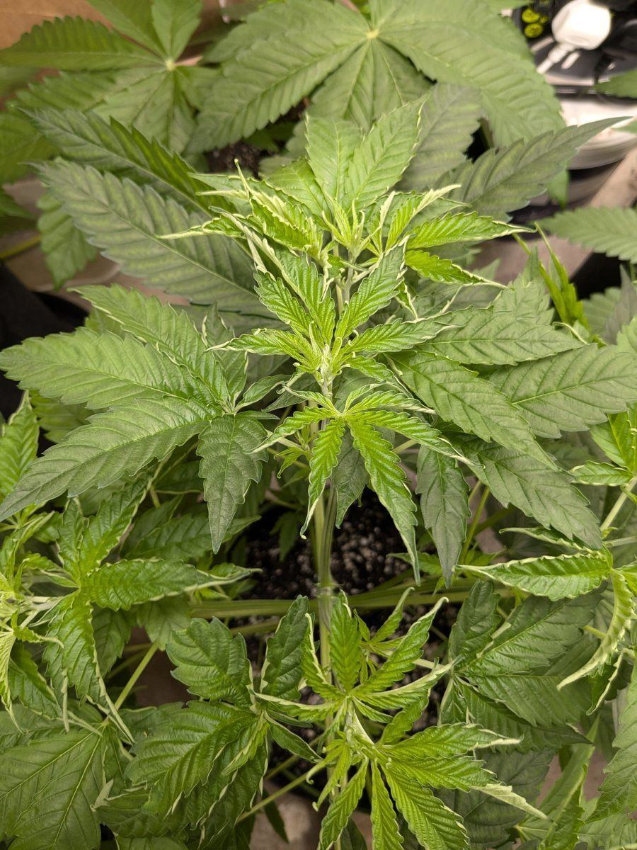Weed8 Taco 20 Oct