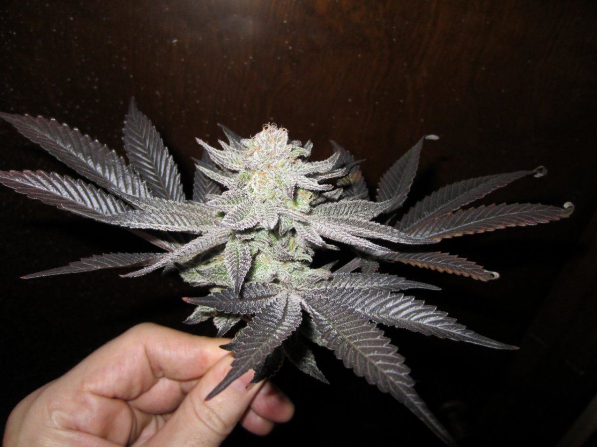 Weeds 722