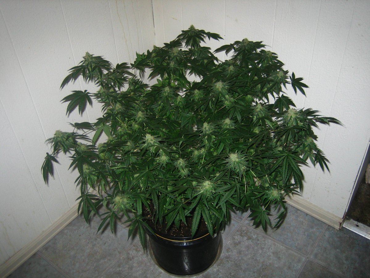 Weedsabys 077