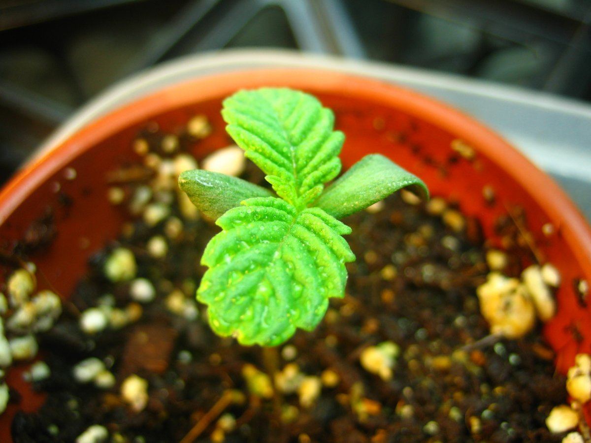 Weedsabys 171