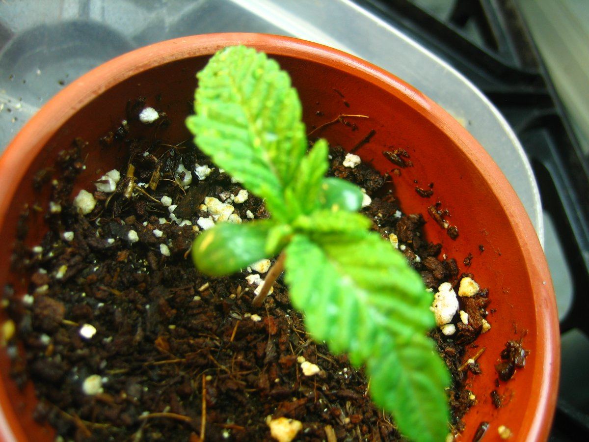 Weedsabys 172