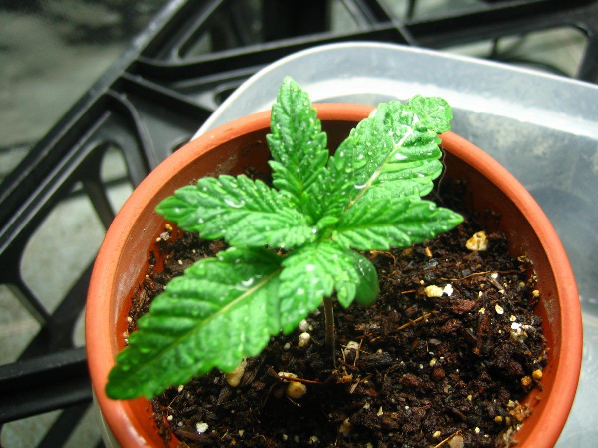 Weedsabys 186