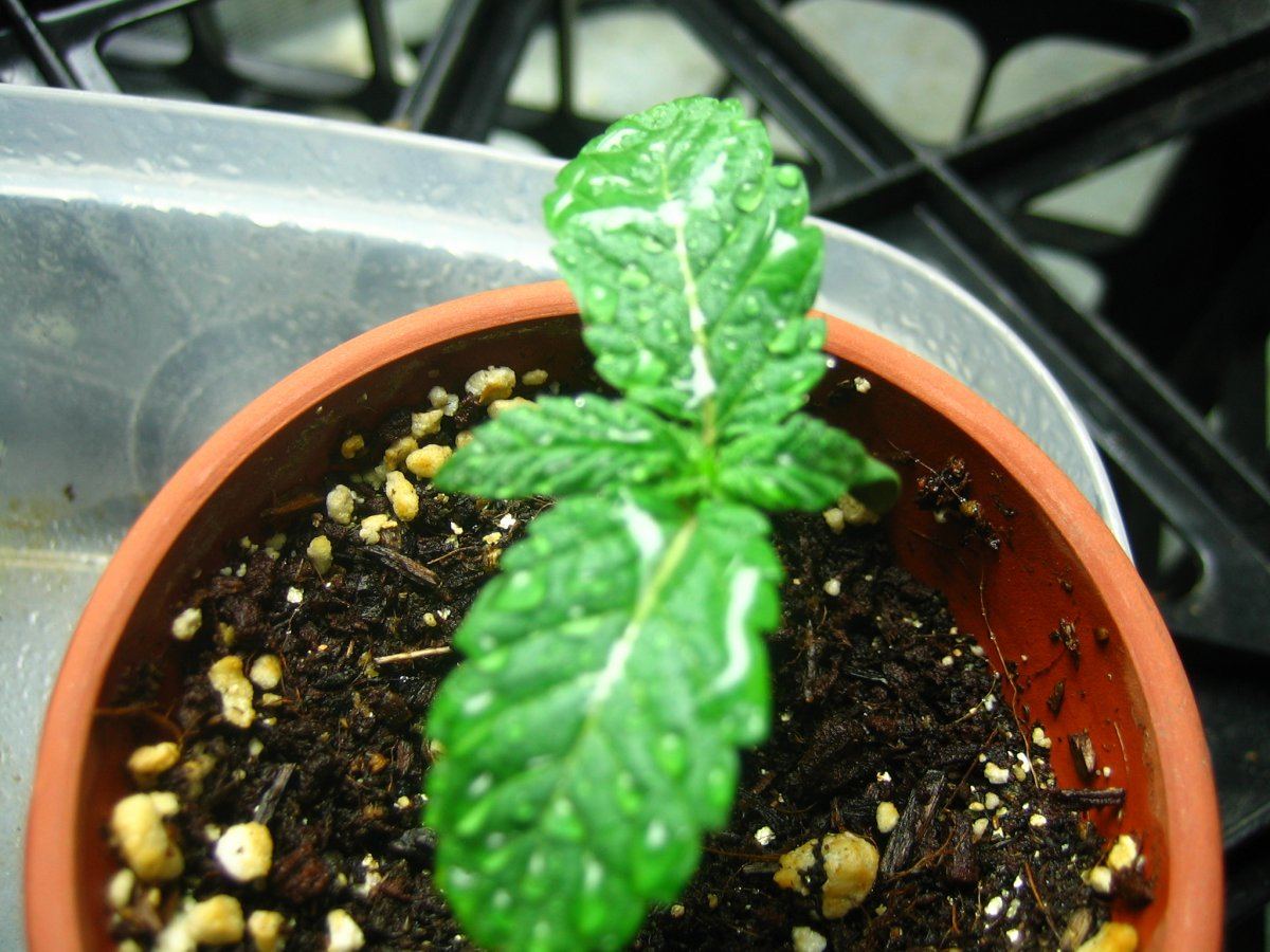 Weedsabys 187