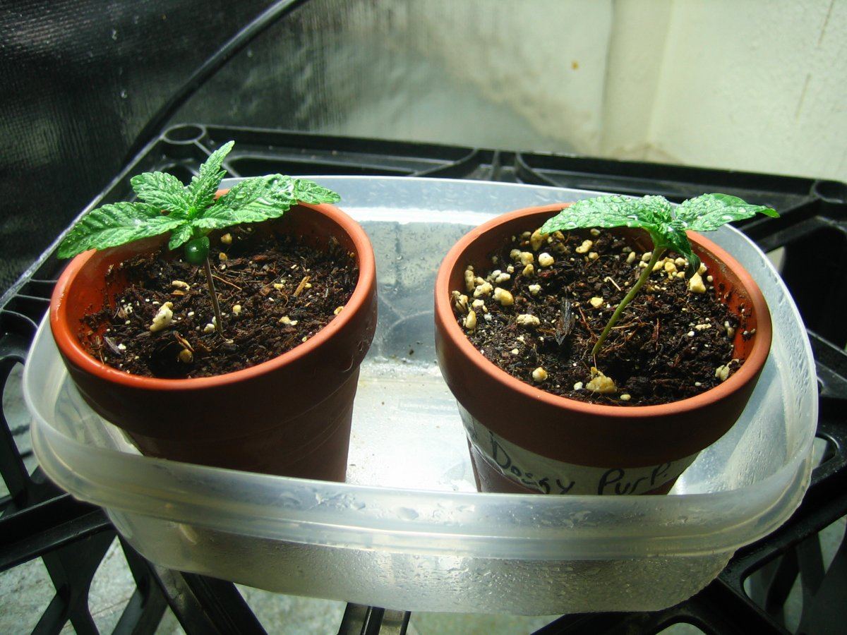 Weedsabys 189