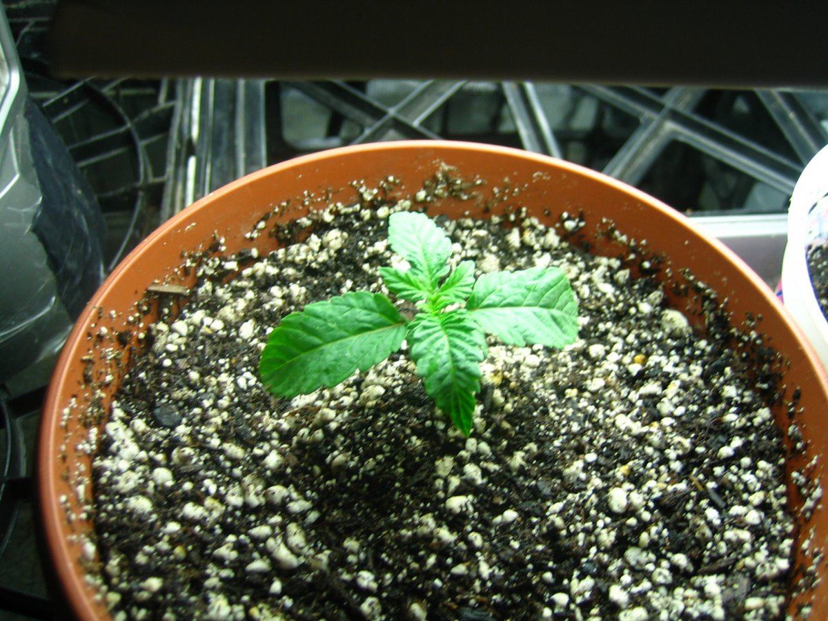 Weedsabys 197