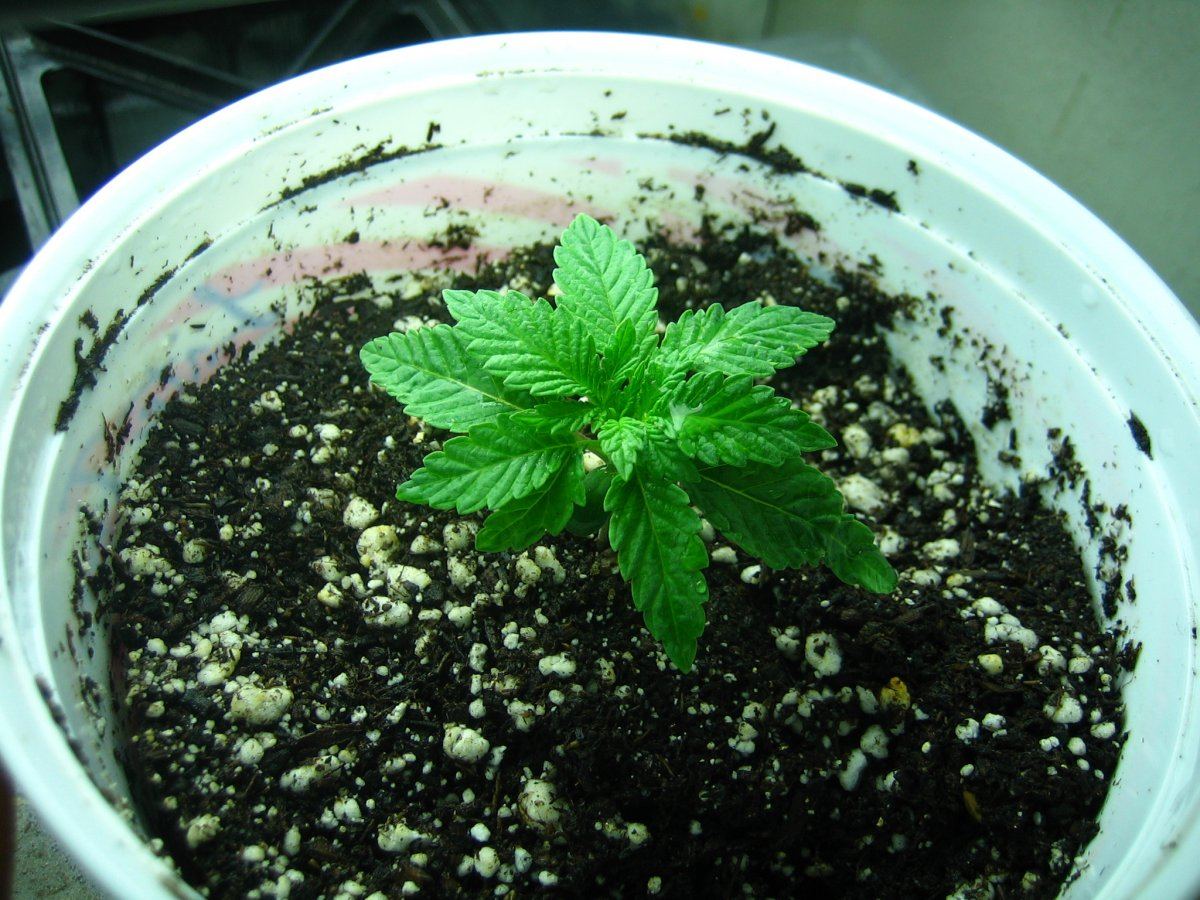 Weedsabys 198