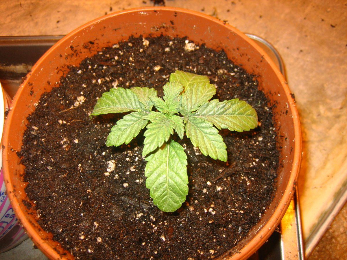 Weedsabys 200