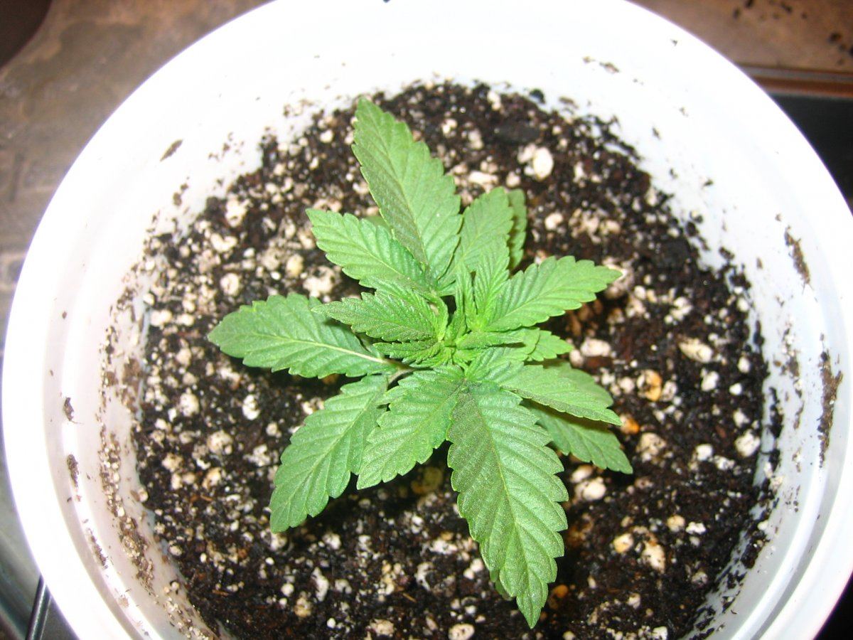 Weedsabys 201