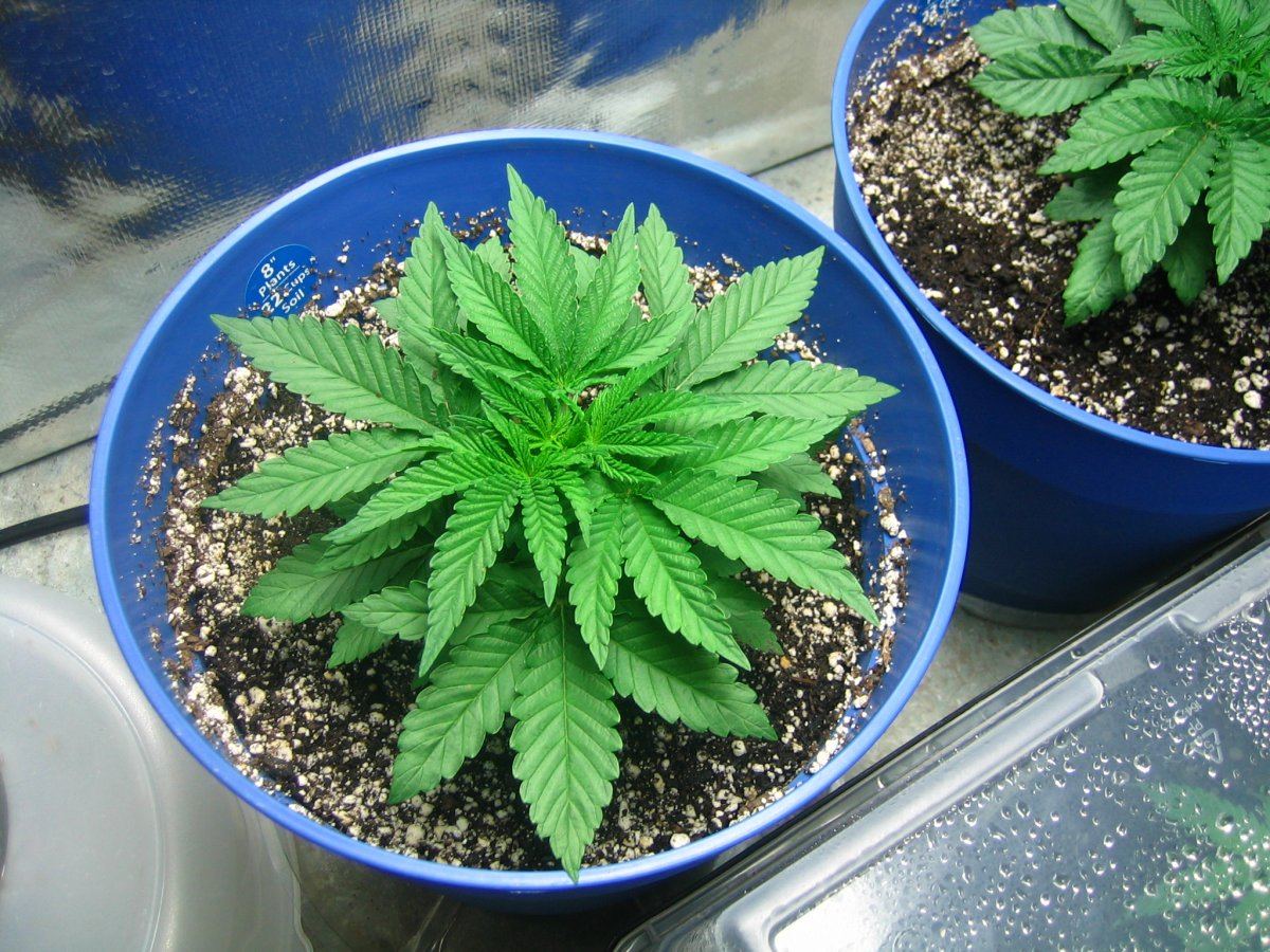 Weedsabys 226