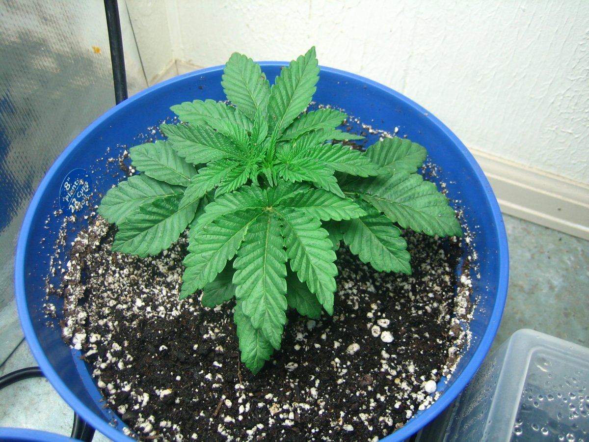 Weedsabys 227
