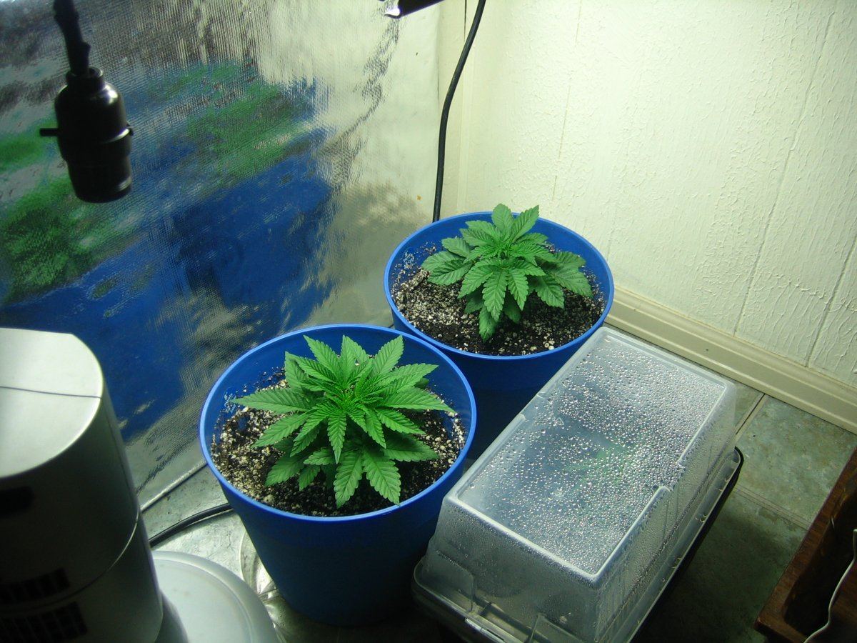Weedsabys 231