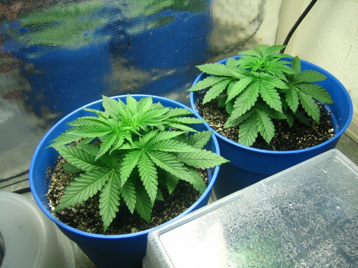 Weedsabys 242