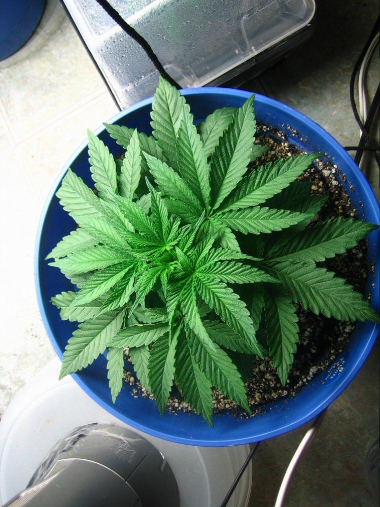 Weedsabys 243