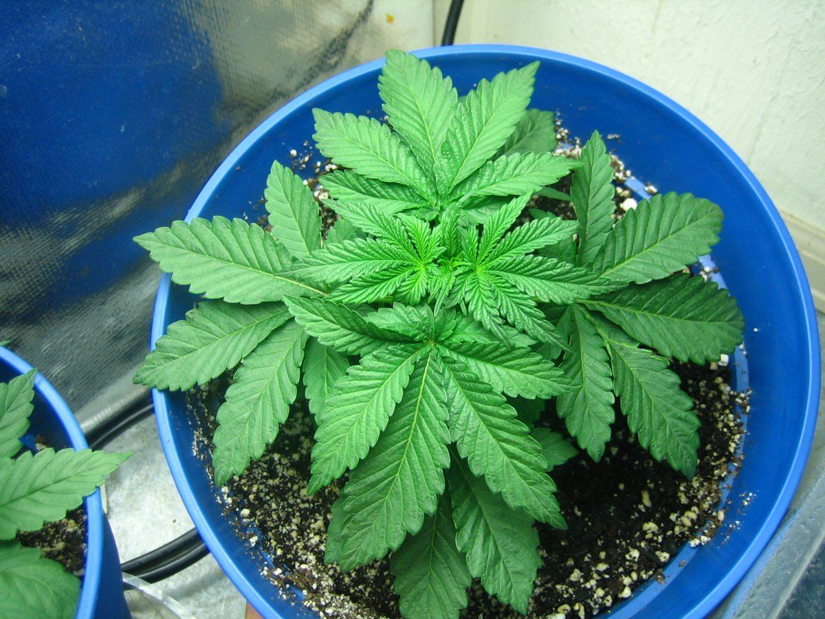 Weedsabys 244