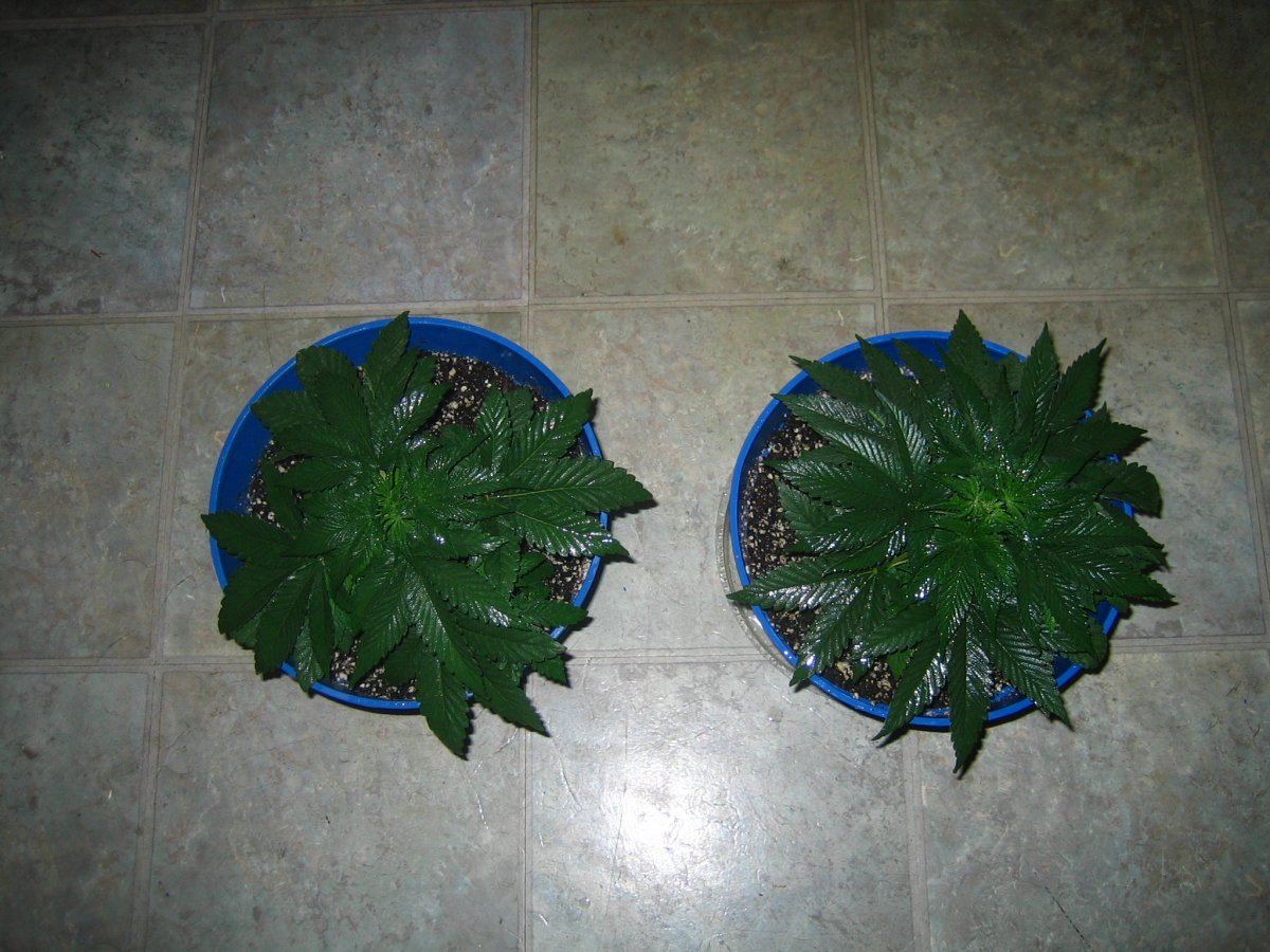 Weedsabys 249