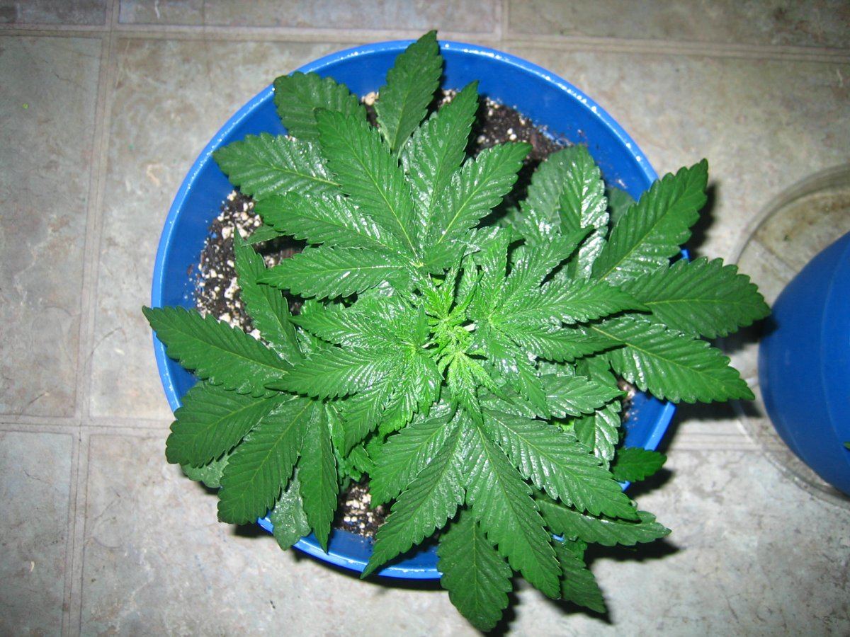 Weedsabys 250