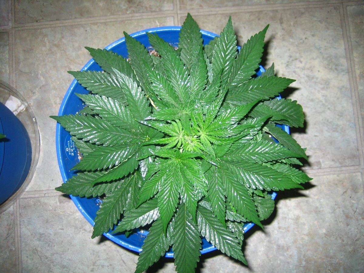 Weedsabys 251