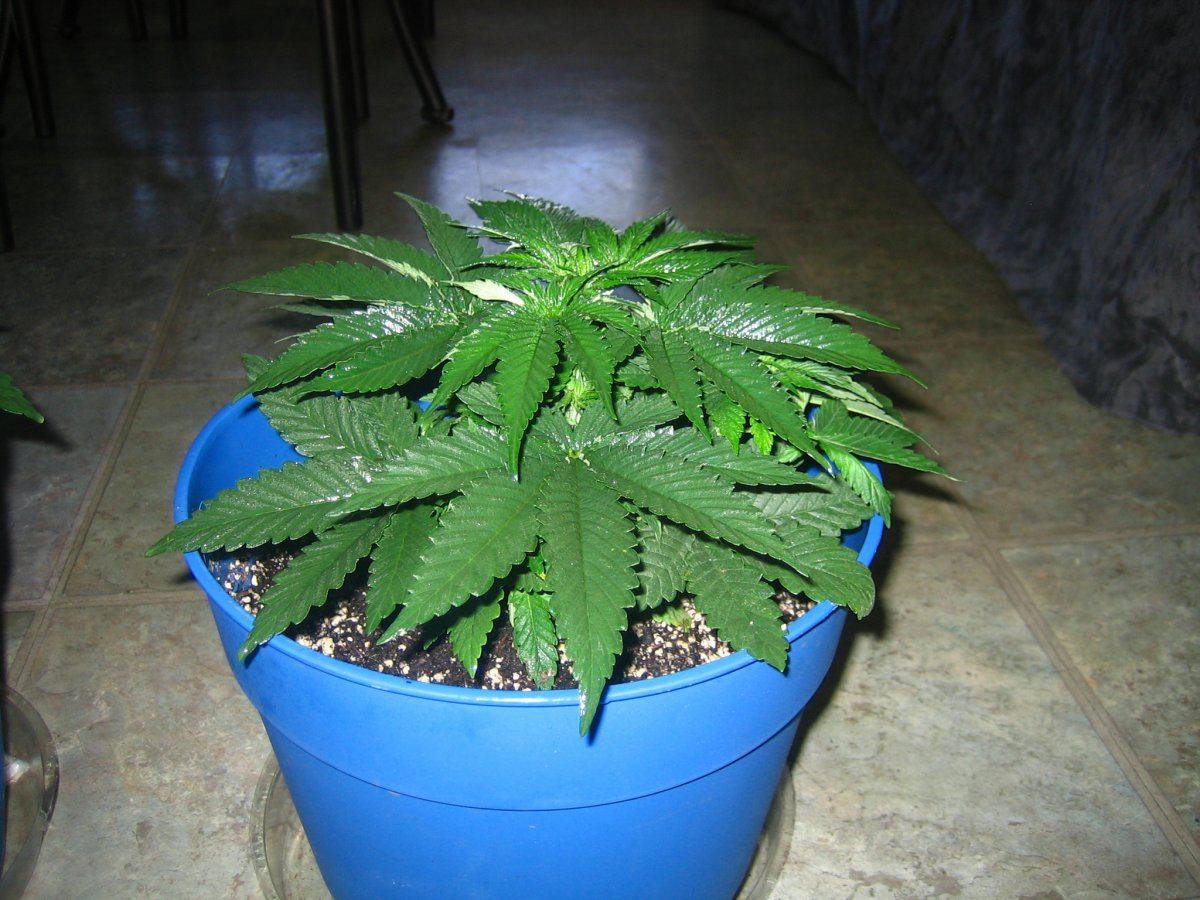 Weedsabys 252