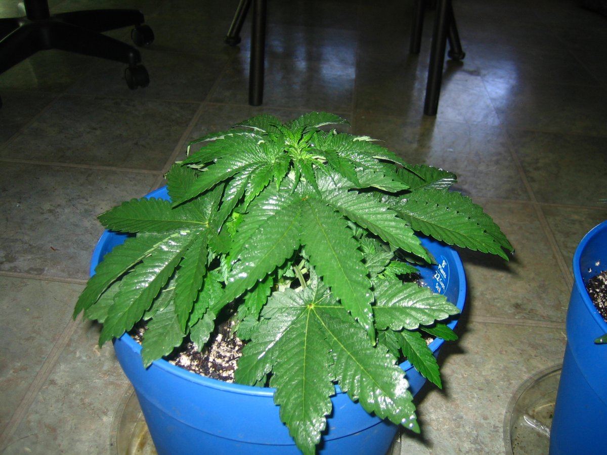 Weedsabys 253