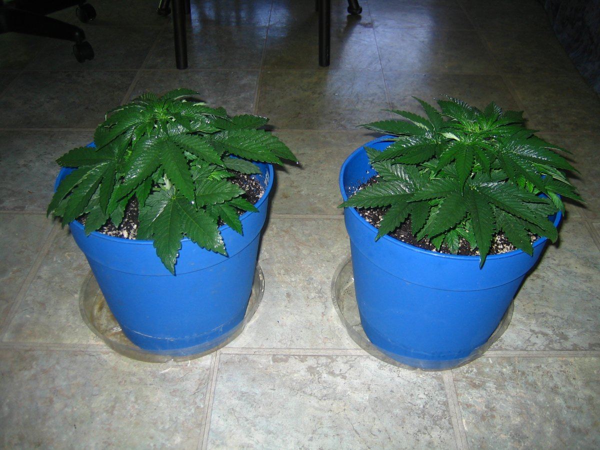 Weedsabys 254