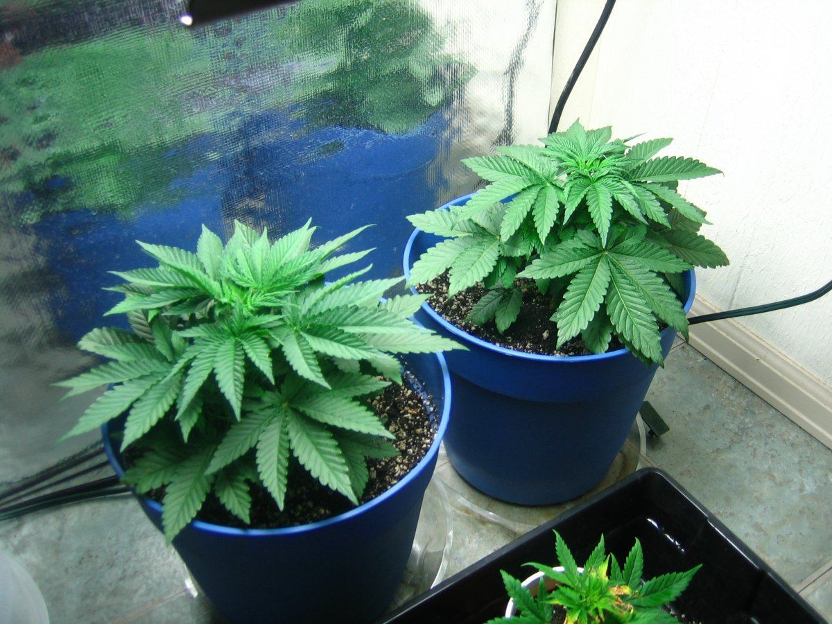 Weedsabys 255
