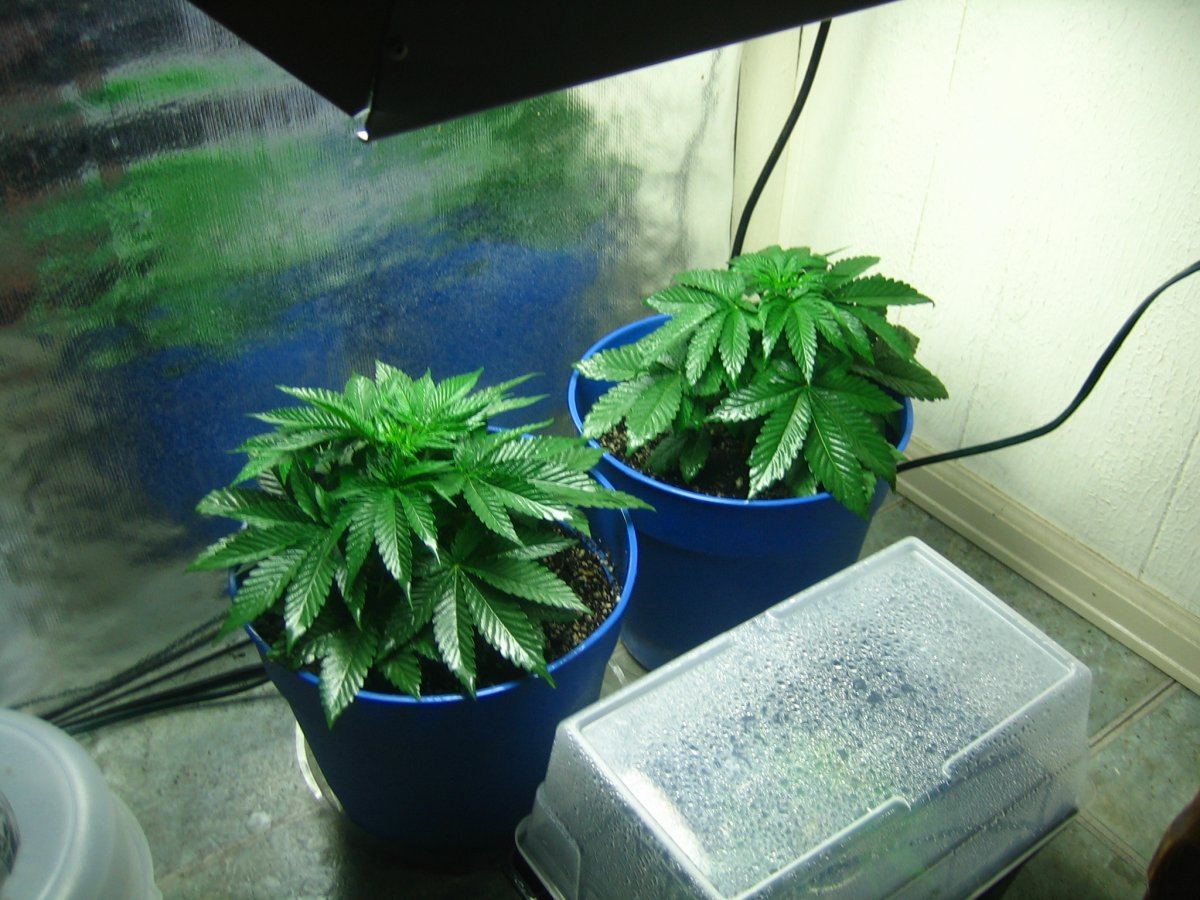 Weedsabys 258