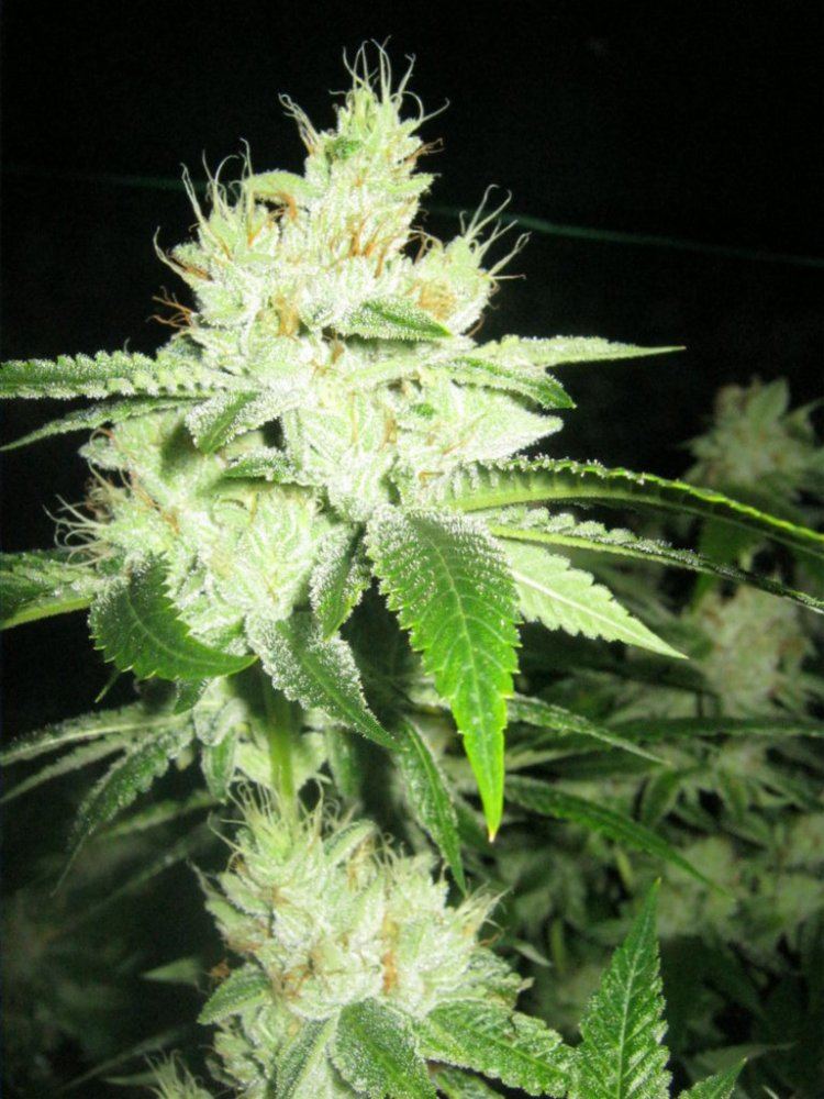 Weeek6 aptus 010