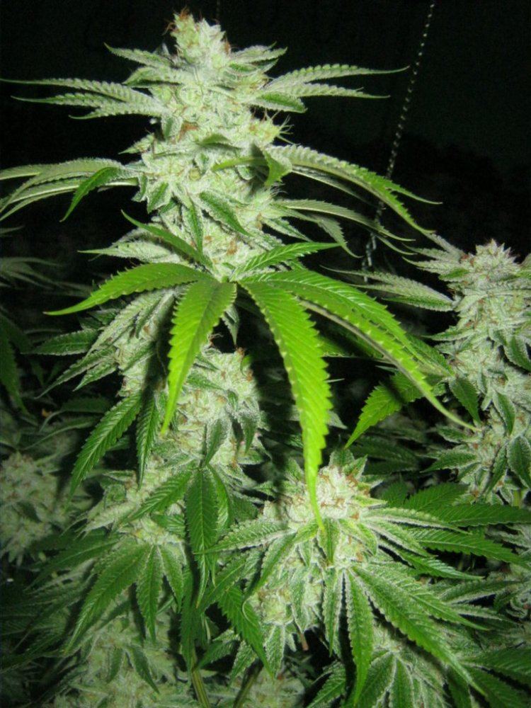 Weeek6 aptus 024