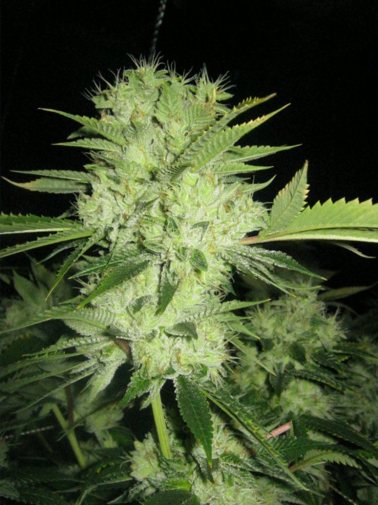 Weeek6 aptus 038