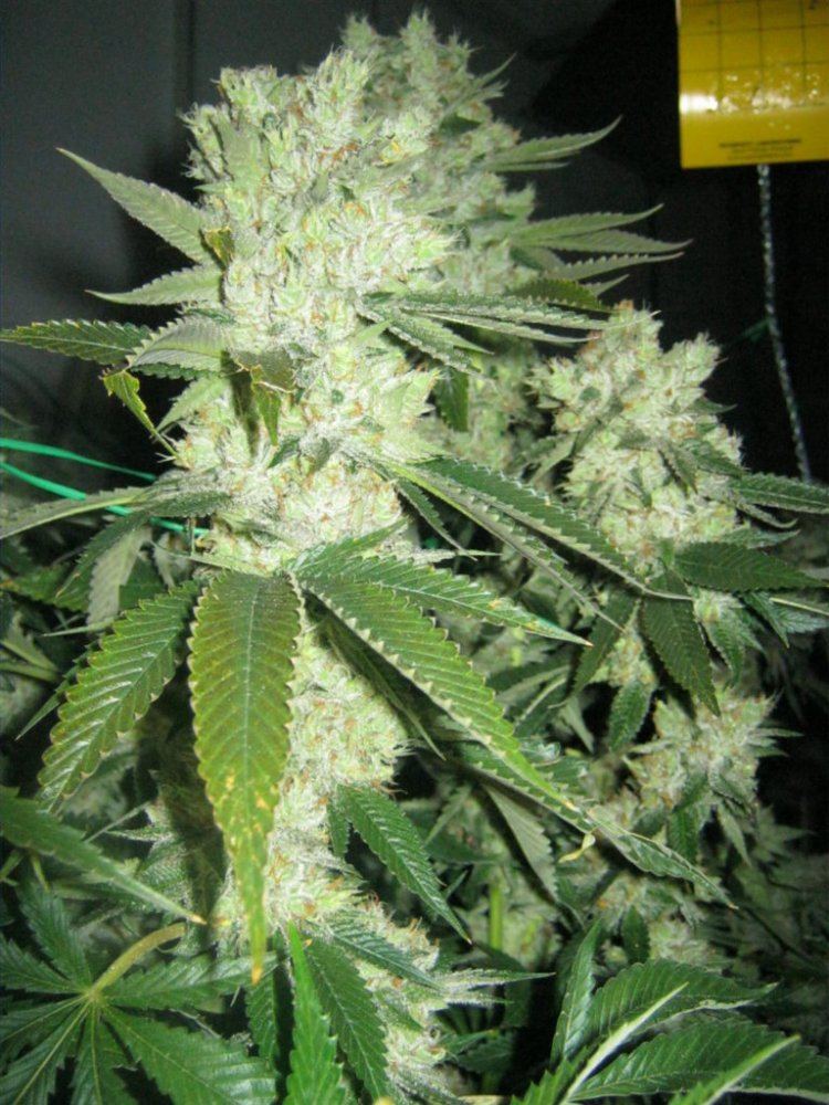Weeek6 aptus 060