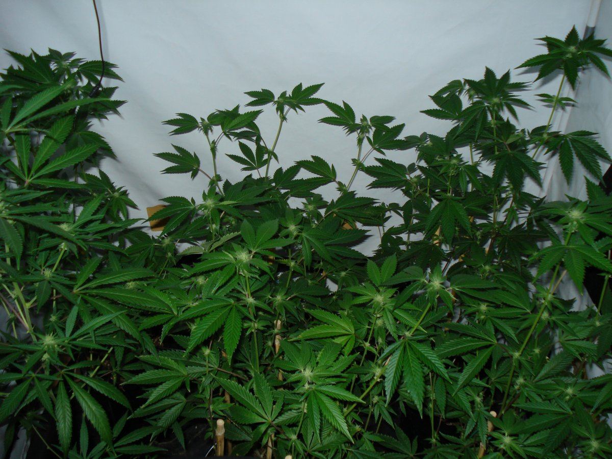Week 1 005