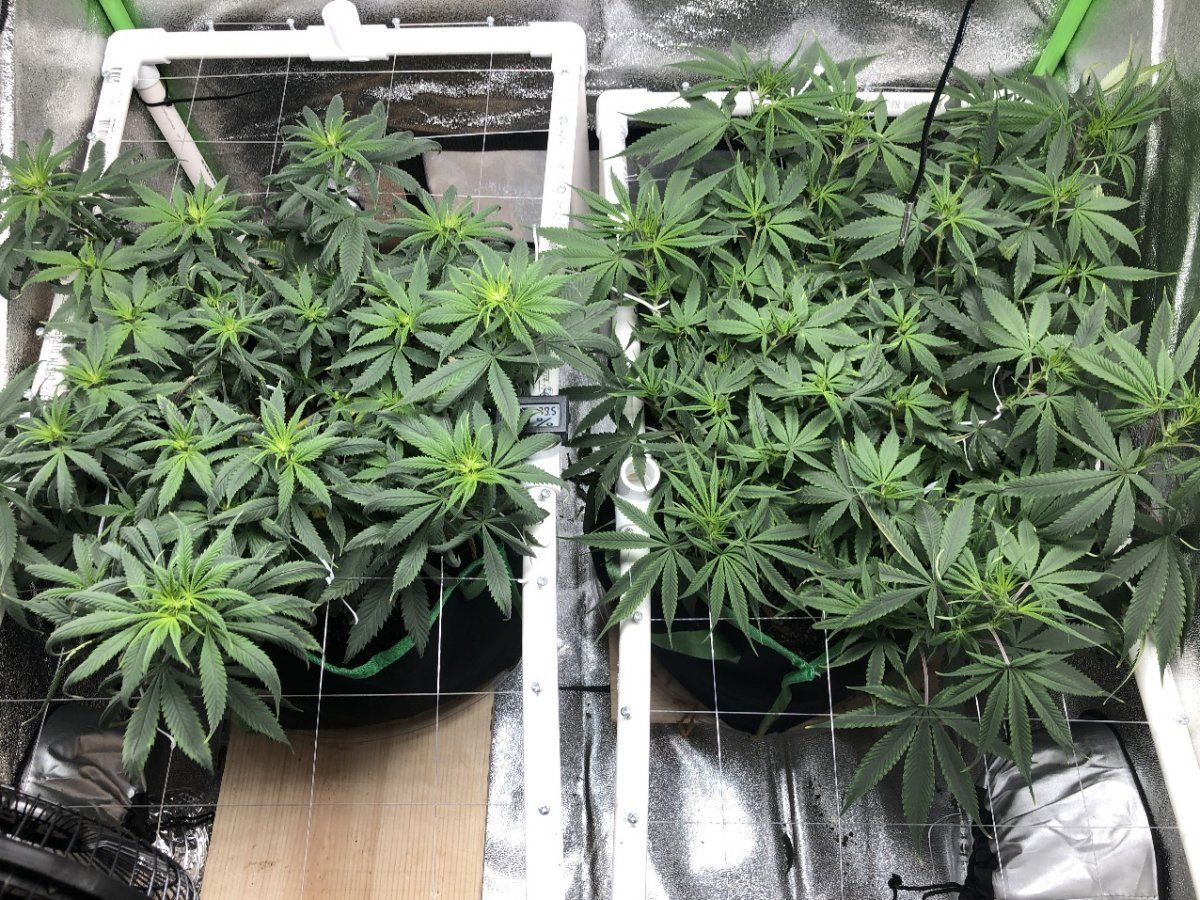 Week 1 group flower