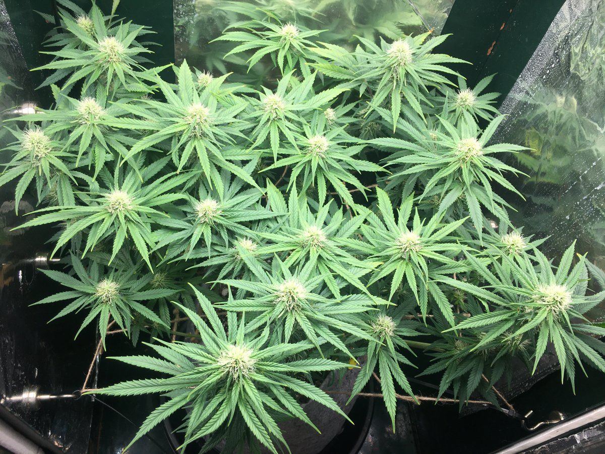 Week 10 F5