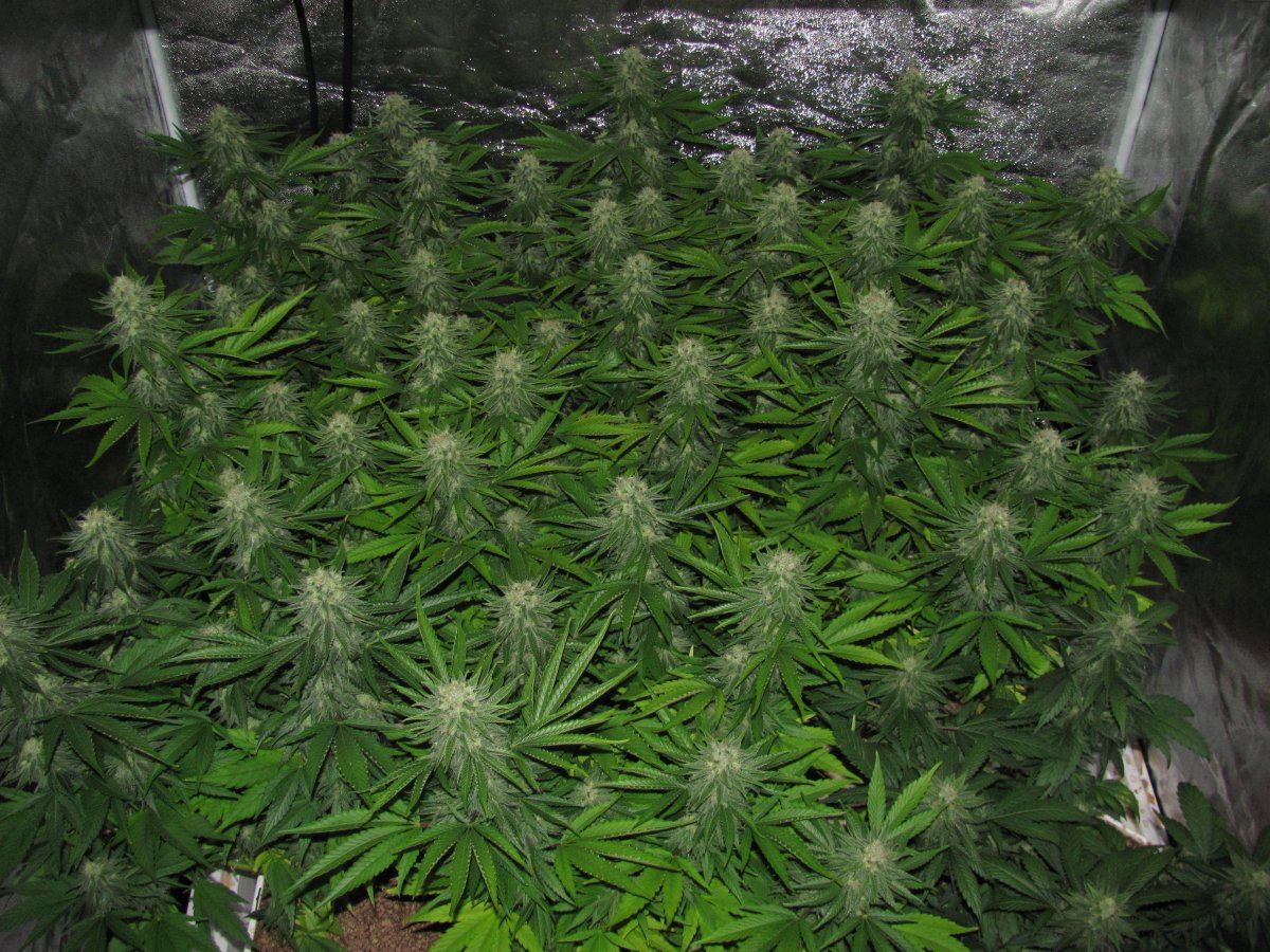 Week 10