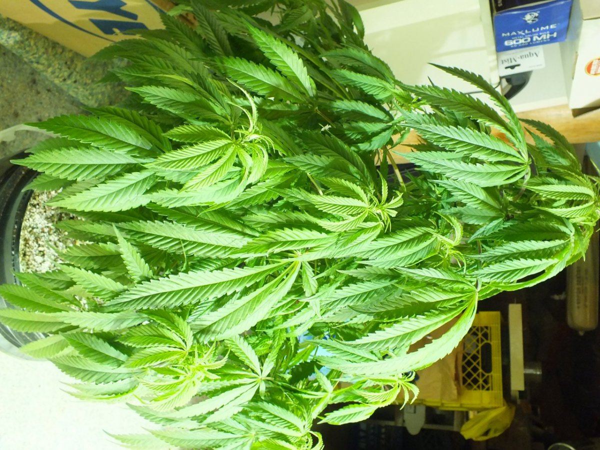 Week 10 Veg from Seed - THCFarmer