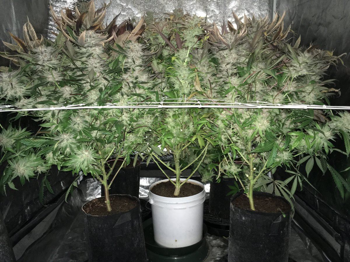 Week 10F2
