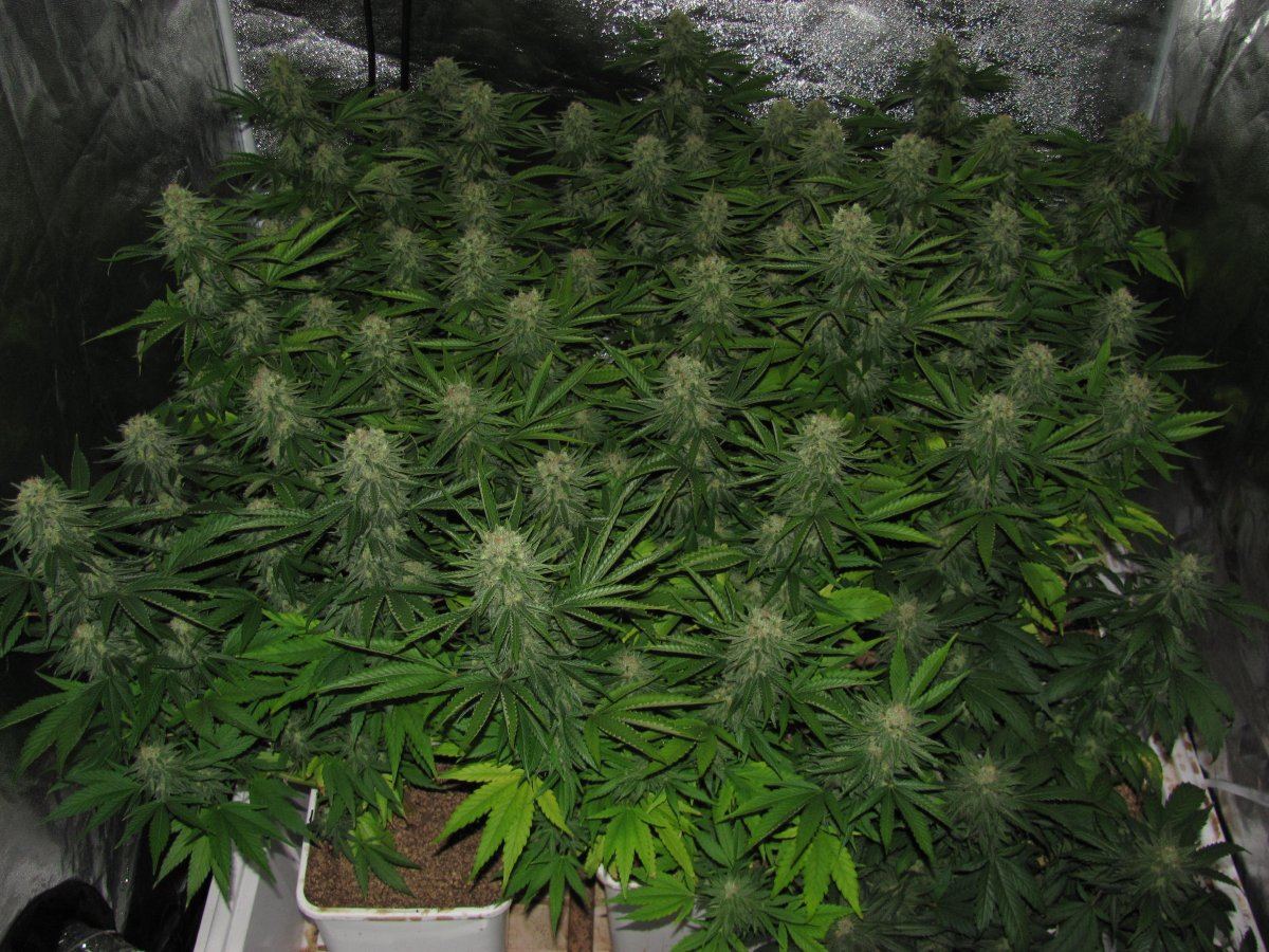 Week 11