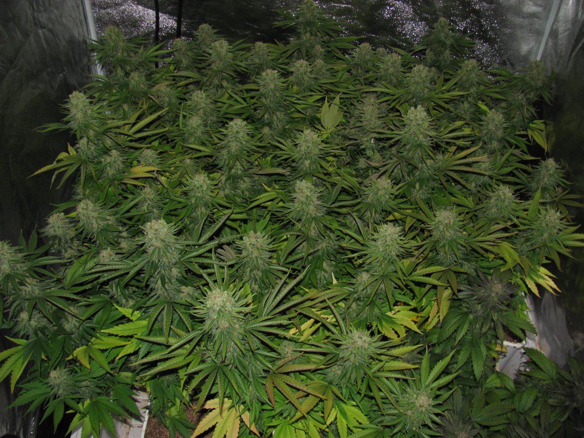 Week 12