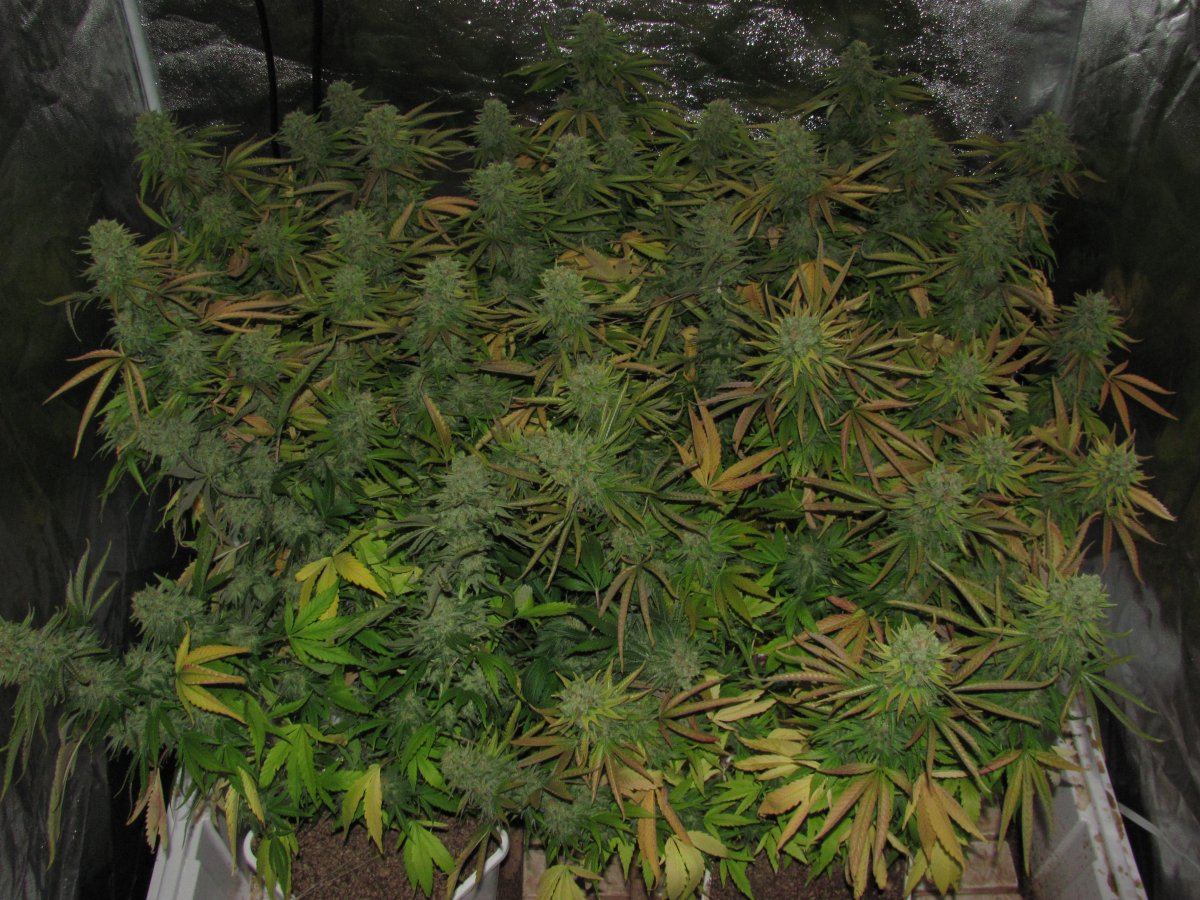 Week 13