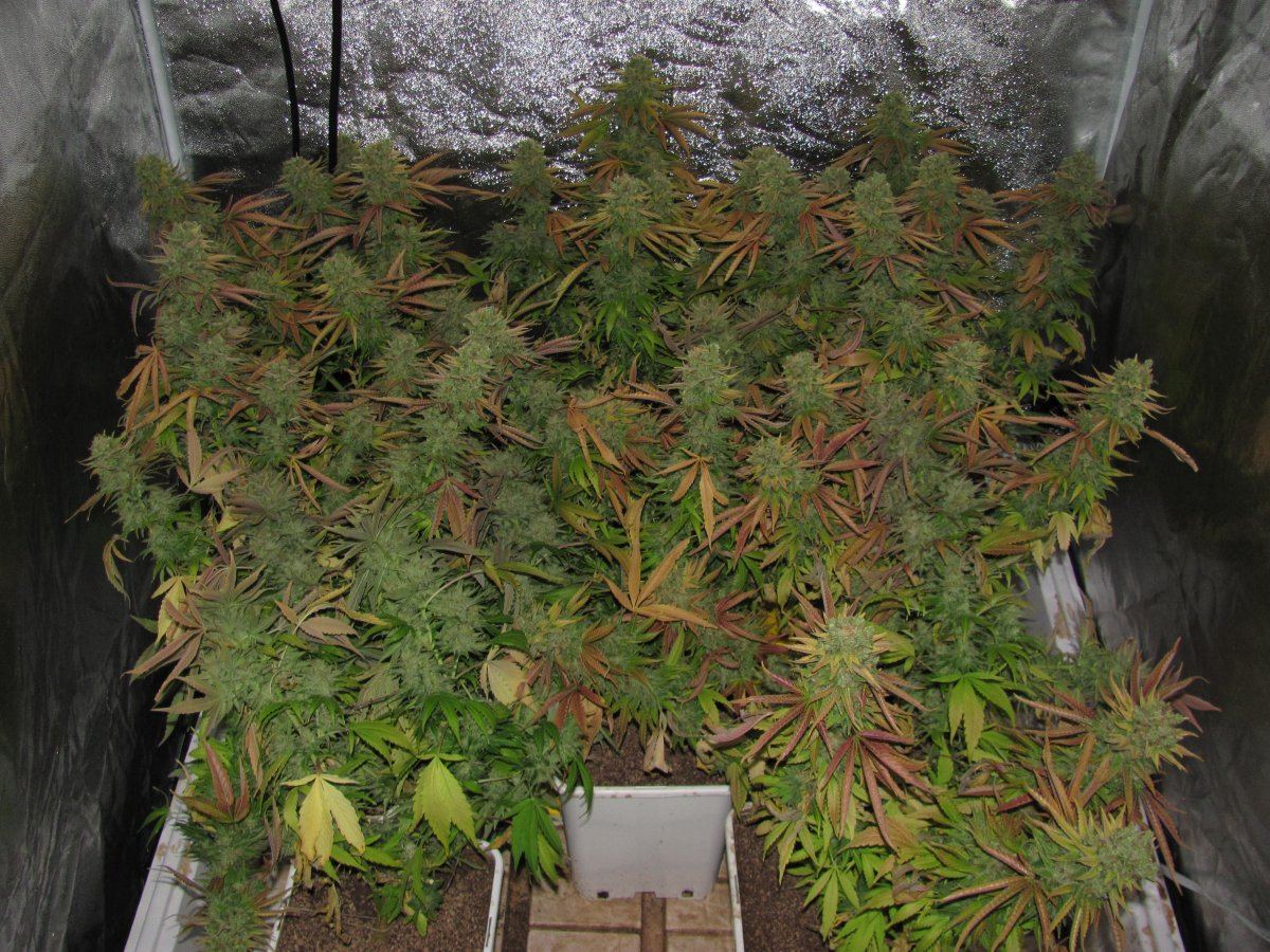 Week 14