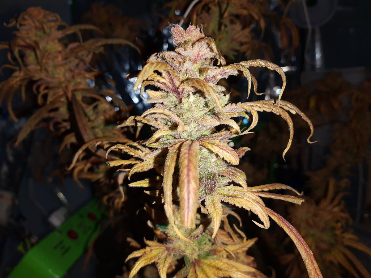 Week 16 in flower sativa being a bitch shall i chop in 10 days