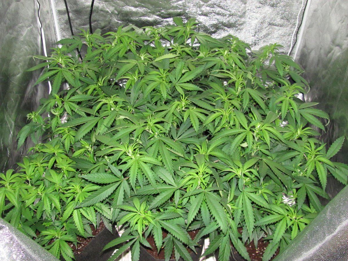 Week 1F
