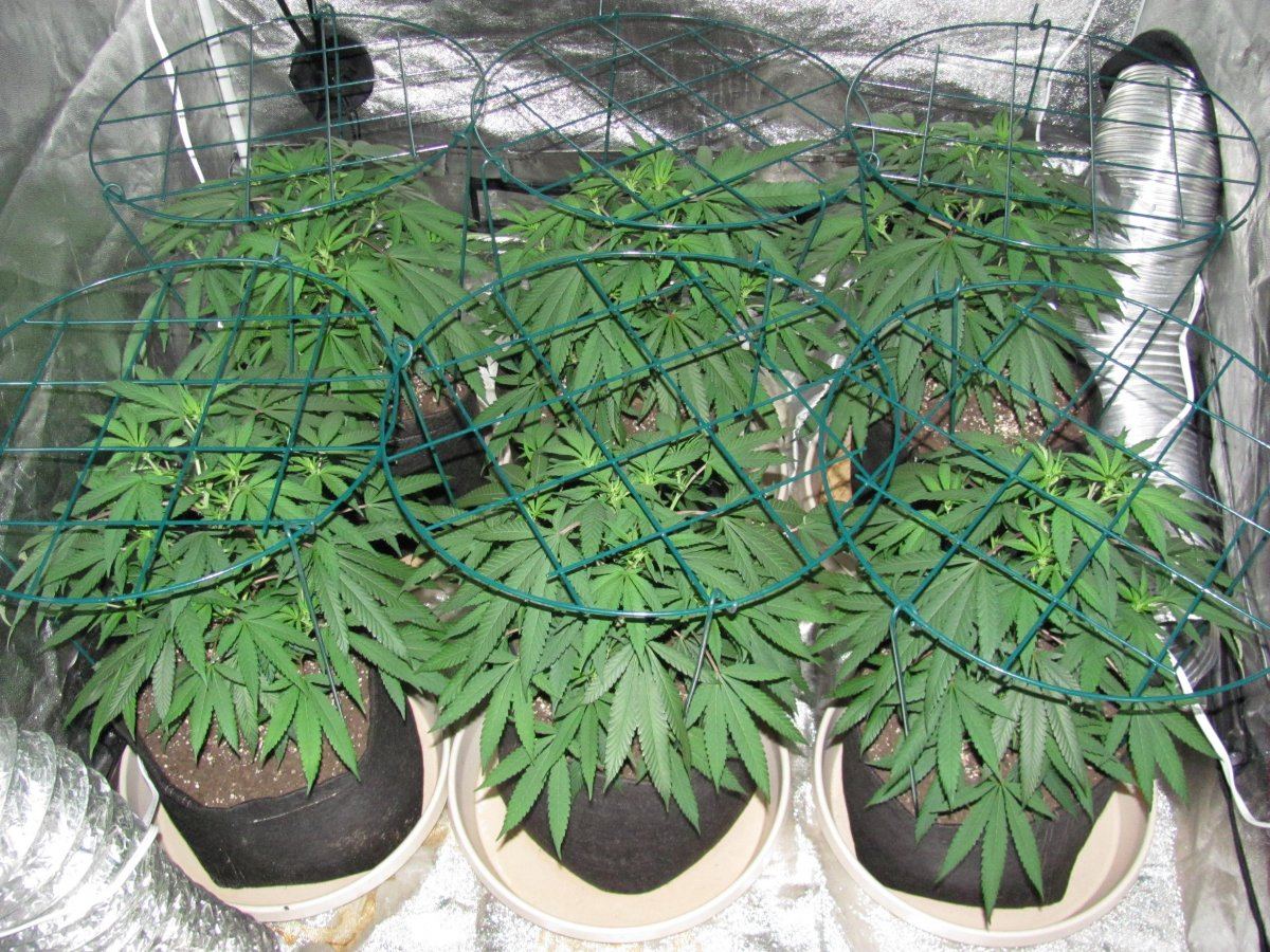 Week 1F
