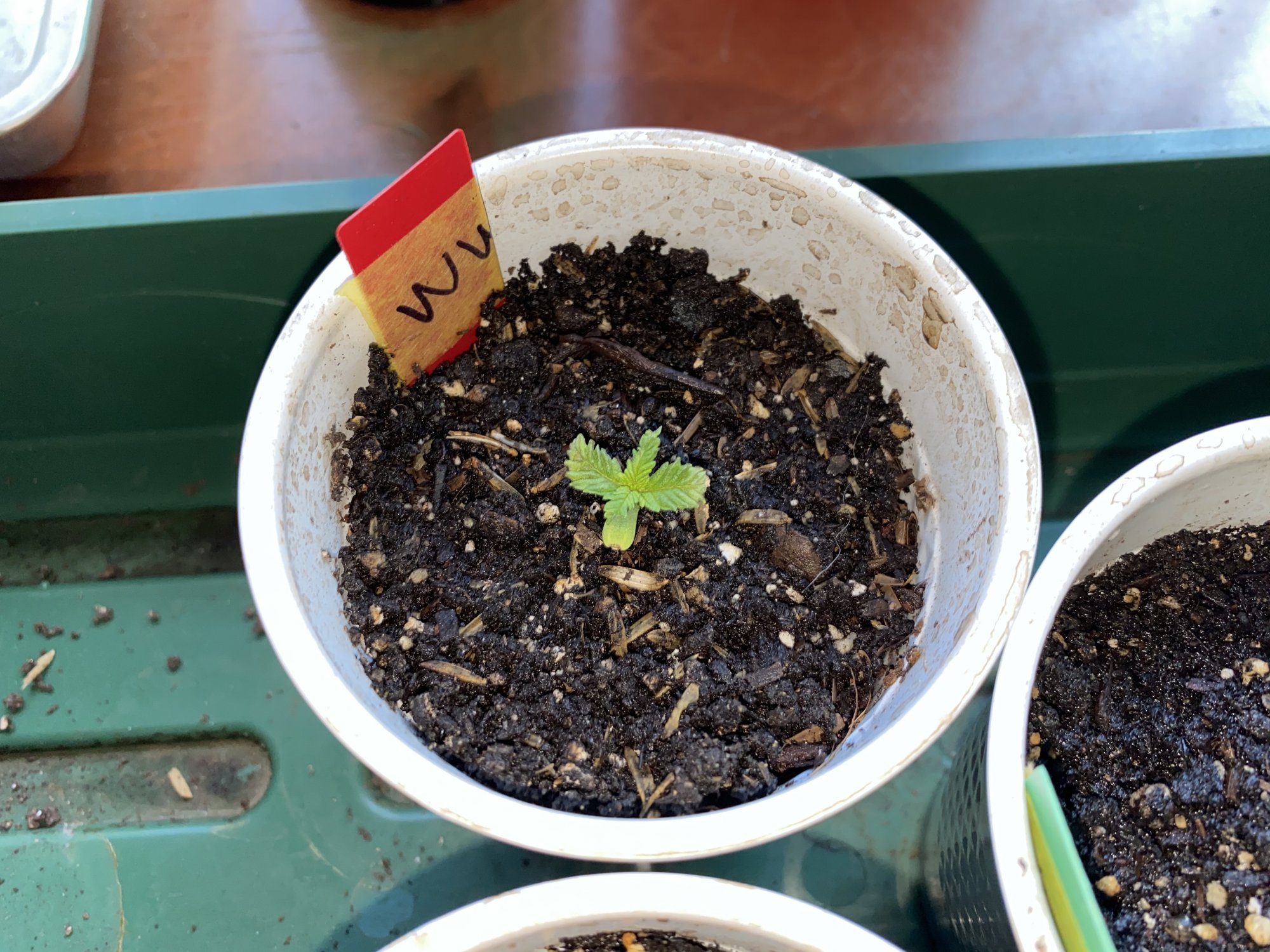 Week 2 first indoor hemp grow